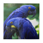 HyazintheMacaws Fliese (Vorderseite)