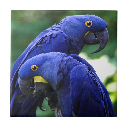 HyazintheMacaws Fliese (Vorderseite)
