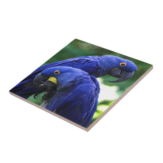 HyazintheMacaws Fliese (Seite)