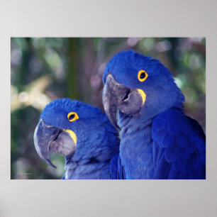 HyazintheMacaws Poster