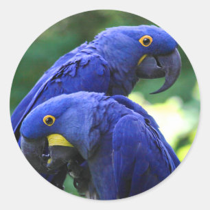 HyazintheMacaws Runder Aufkleber