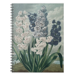 Hyazinthen (1807) - Exquisite Vintage botanische Notizblock