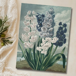 Hyazinthen (1807) - Exquisite Vintage botanische Postkarte