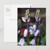Hyazinthen Postkarte (Vorne/Hinten)