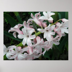 Hyazinthen Print Poster