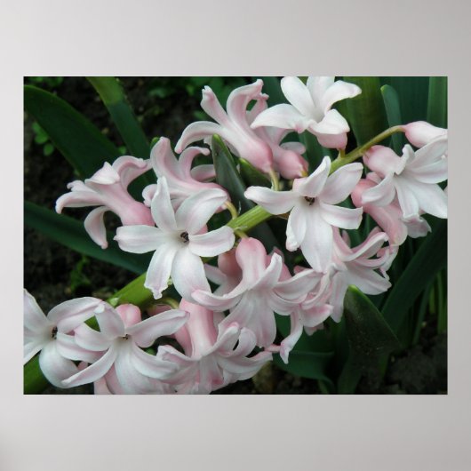 Hyazinthen Print Poster (Vorne)