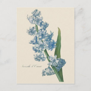 Hyazinthenblaue Blume Illustration Postkarte