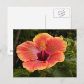 Hybrid-Hibiskus Postkarte (Vorne/Hinten)