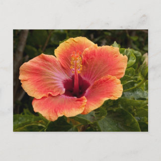 Hybrid-Hibiskus Postkarte