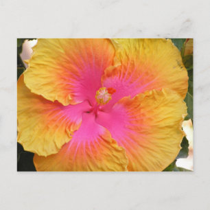 Hybrid-Hibiskus-Postkarte Postkarte