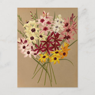 Hybrid Ixias von Arentina Hendrica Arendsen Postkarte