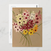 Hybrid Ixias von Arentina Hendrica Arendsen Postkarte (Vorne/Hinten)