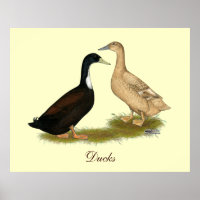 Hybrid Lay Duck
