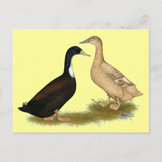 Hybrid Lay Duck Postkarte (Vorderseite)
