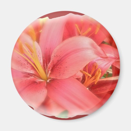 Hybrid-Lilien-Koordinationselemente Magnet (Vorne)