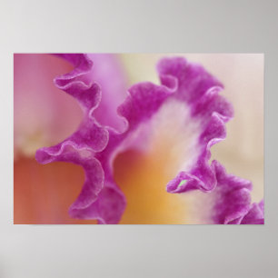 Hybrid orchid close-up, Delray Beach, Florida Poster