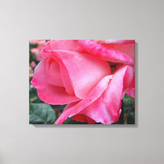 Hybrid Tea Rose Barbara Bush auf Leinwand (Vorderseite)