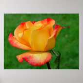 Hybrid Tea Rose Rio Samba Poster (Vorne)