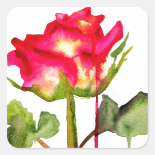 Hybrid Tee Rose Aquarell Moderne Blume Kunst Quadratischer Aufkleber