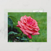 Hybrid-Tee-Rose "Duftwolke" Weiße Blume Postkarte (Vorne/Hinten)
