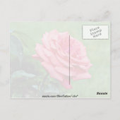 Hybrid-Tee-Rose "Duftwolke" Weiße Blume Postkarte (Rückseite)