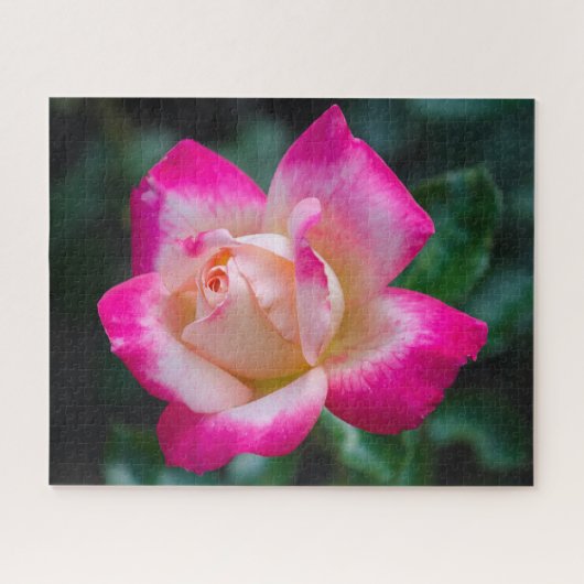 Hybrid Tee Rose Jigsaw Puzzle (Horizontal)