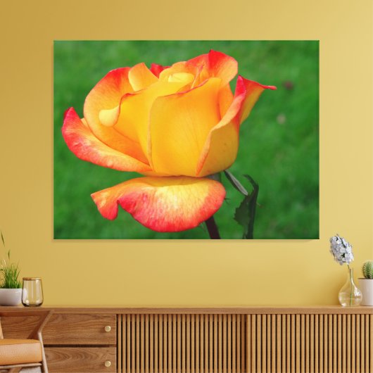 Hybrid Tee Rose Rio Samba auf Leinwand (Insitu (Wohnzimmer))