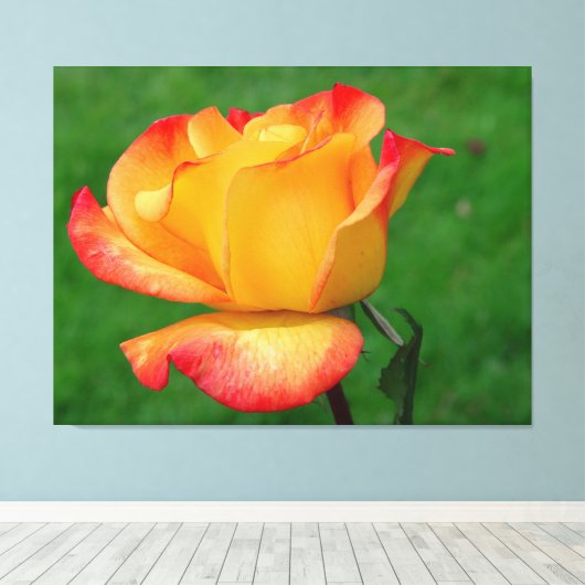 Hybrid Tee Rose Rio Samba auf Leinwand (Insitu (Holzboden))