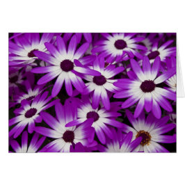 Hybride Cineraria-Karte