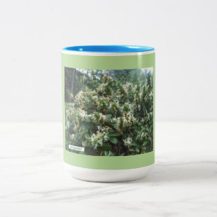 Hybride Honeysuckle Blooms Zweifarbige Tasse