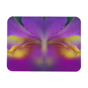 Hybride Orchidee, Florida 2 Magnet