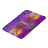 Hybride Orchidee, Florida 2 Magnet (Linke Seite)