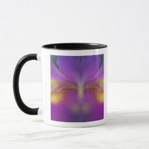 Hybride Orchidee, Florida 2 Tasse