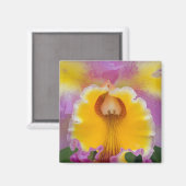 Hybride Orchidee, Florida Magnet (Vorderseite/Rückseite)