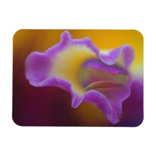 Hybride Orchidee, Florida Magnet