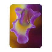 Hybride Orchidee, Florida Magnet (Vertikal)