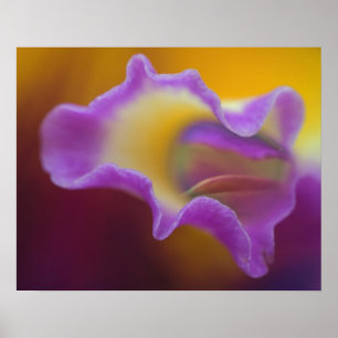 Hybride Orchidee, Florida Poster