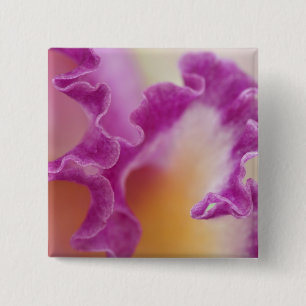 Hybride Orchidee Nahaufnahme, Delray Beach, Florid Button