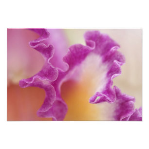 Hybride Orchidee Nahaufnahme, Delray Beach, Florid Fotodruck