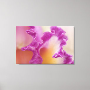 Hybride Orchidee Nahaufnahme, Delray Beach, Florid Leinwanddruck