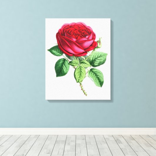 Hybride Perpetual Rose - Napoleon III Leinwanddruck (Insitu (Holzboden))