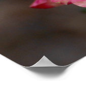 Hybride Rose Poster (Ecke)