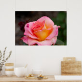Hybride Rose Poster (Küche)