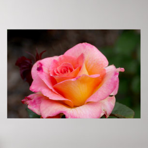 Hybride Rose Poster