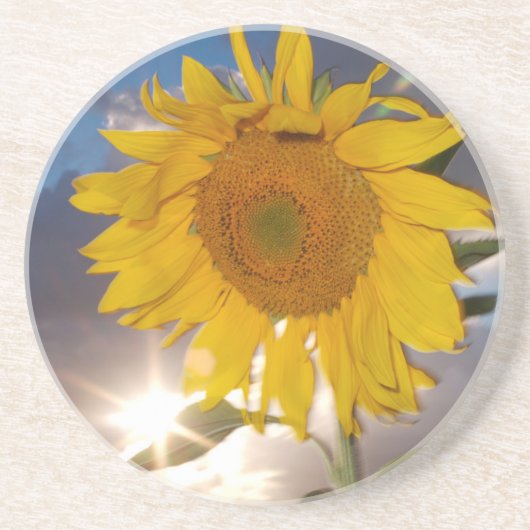 Hybride Sonnenblume bläst in der Dämmerung Getränkeuntersetzer (Vorne)