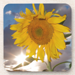 Hybride Sonnenblume bläst in der Dämmerung Getränkeuntersetzer