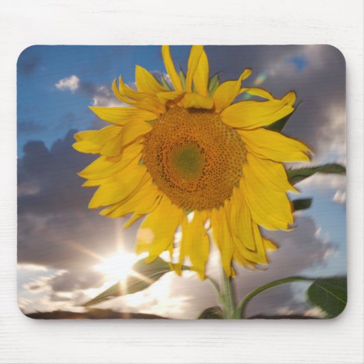Hybride Sonnenblume bläst in der Dämmerung Mousepad (Vorne)