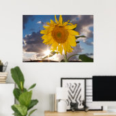 Hybride Sonnenblume bläst in der Dämmerung Poster (Heimbüro)