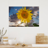 Hybride Sonnenblume bläst in der Dämmerung Poster (Küche)