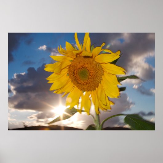 Hybride Sonnenblume bläst in der Dämmerung Poster (Vorne)